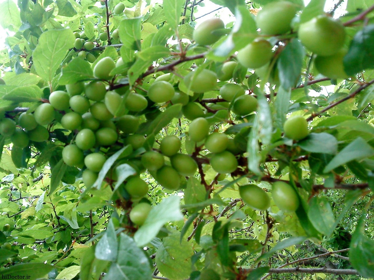 Goje sabz in english